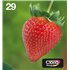 Strawberry Multipack 4-colours 29 EasyMail